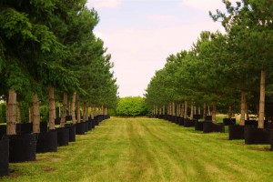 Allgrowth Trees Hedges Topiary