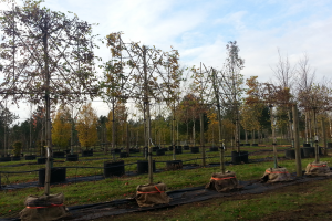 Your trees, ready on the nursery