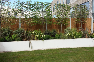 Your trees, planted on site