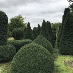 Taxus Topiary allgrowth o