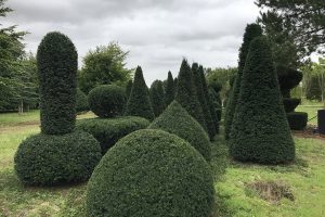 Taxus Topiary allgrowth o