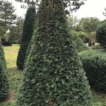 Taxus Topiary allgrowth g