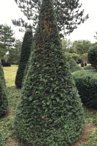 Taxus Topiary allgrowth g