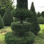 Taxus Topiary allgrowth n