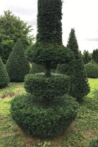 Taxus Topiary allgrowth n