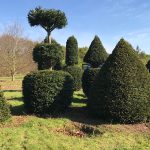 Taxus Topiary allgrowth m