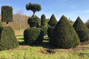 Taxus Topiary allgrowth m