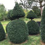 Taxus Topiary allgrowth 4