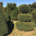 Taxus Topiary allgrowth l