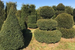 Taxus Topiary allgrowth l