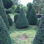 Taxus Topiary allgrowth k