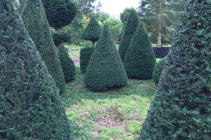 Taxus Topiary allgrowth k
