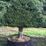 Taxus Topiary allgrowth j