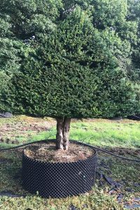 Taxus Topiary allgrowth j