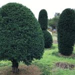 Taxus Topiary allgrowth i