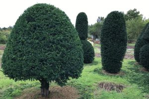 Taxus Topiary allgrowth i