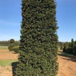 Taxus Topiary allgrowth h