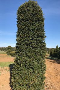 Taxus Topiary allgrowth h