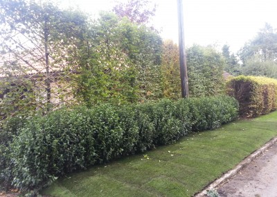 pleached hornbeam hedge