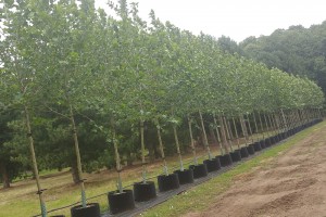 Striking lines, consistent growth