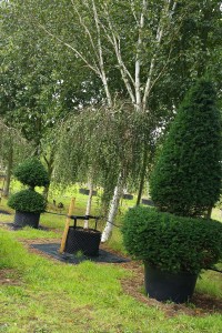 Tip-top Topiary
