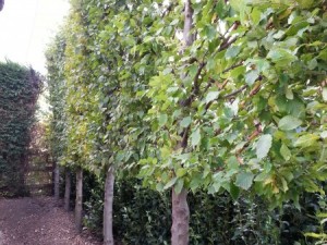 Pleached Trees: Backdrop