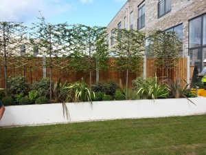 Pleached Trees: Visual