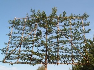 what are pleached trees