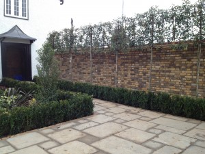 Pleached Trees: Screening