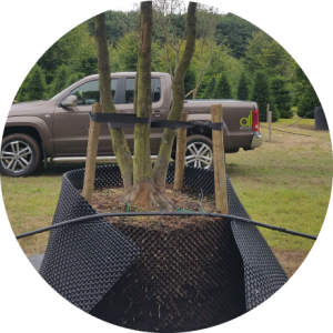 Airpot trees growth