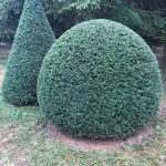 Taxus Topiary allgrowth 1