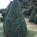 Taxus Topiary allgrowth 3