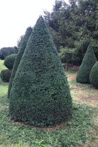 Taxus Topiary allgrowth 3