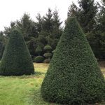 Taxus Topiary allgrowth 2