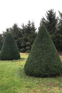 Taxus Topiary allgrowth 2