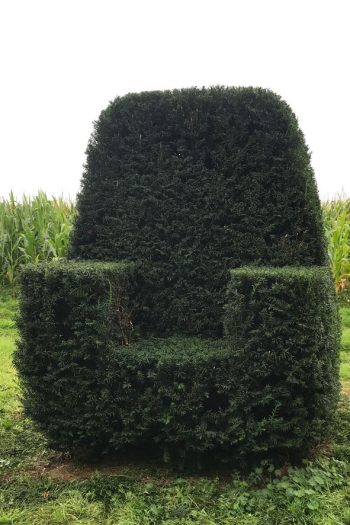 Taxus Topiary allgrowth 4