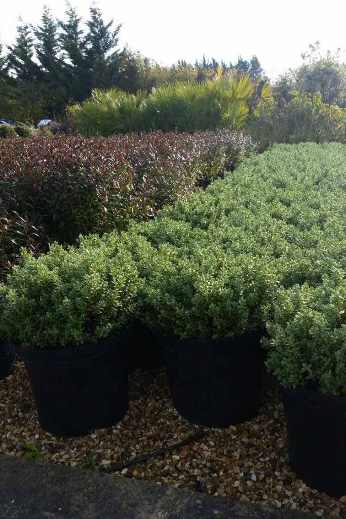 allgrowth Specimen Shrubs 3