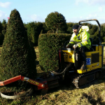 Taxus Topiary allgrowth a