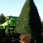 Taxus Topiary allgrowth b