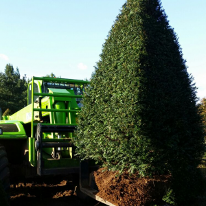 Taxus Topiary allgrowth b