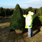 Taxus Topiary allgrowth c