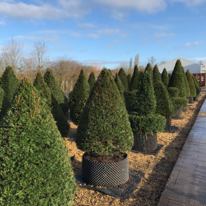 Taxus Topiary allgrowth d