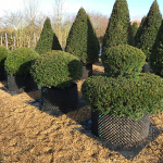 Taxus Topiary allgrowth e