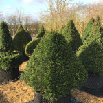 Taxus Topiary allgrowth f