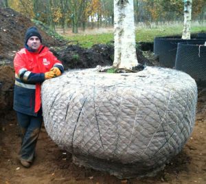 Semi mature trees Birch Betula Ermanii