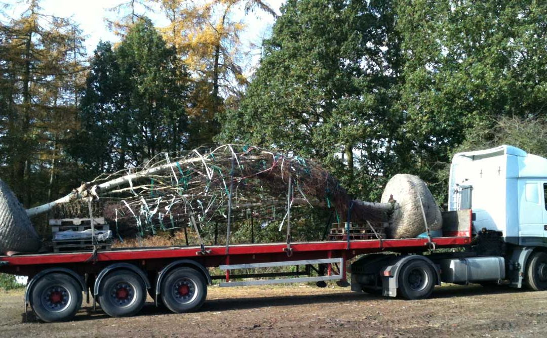 Semi mature trees Birch Betula Ermanii transport