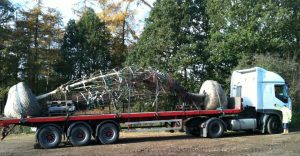 Semi mature trees Birch Betula Ermanii transport