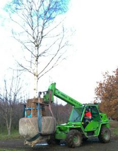 Semi mature trees Birch Betula Ermanii lifted