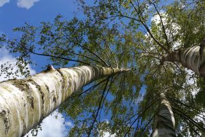 allgrowth birch sky