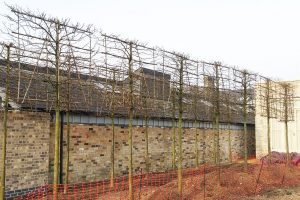 Pleached trees at height